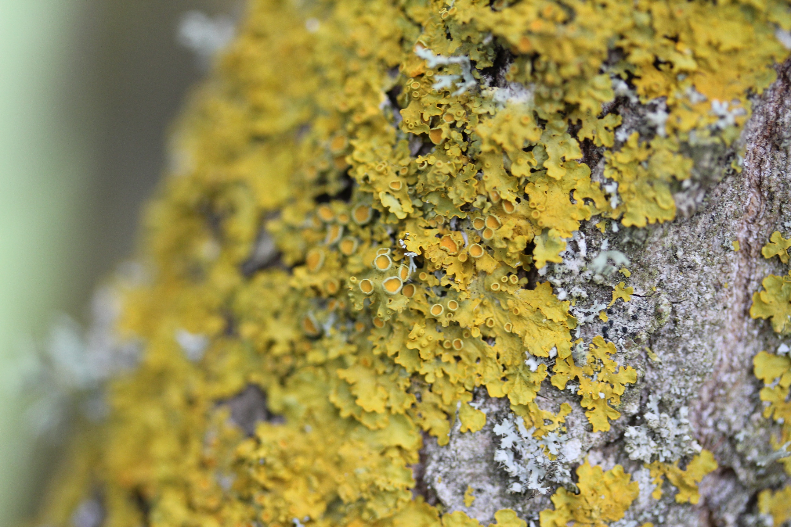 Lichens