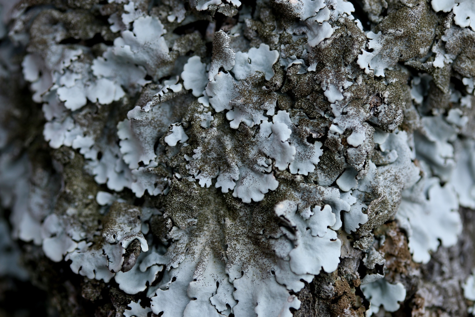 Lichens